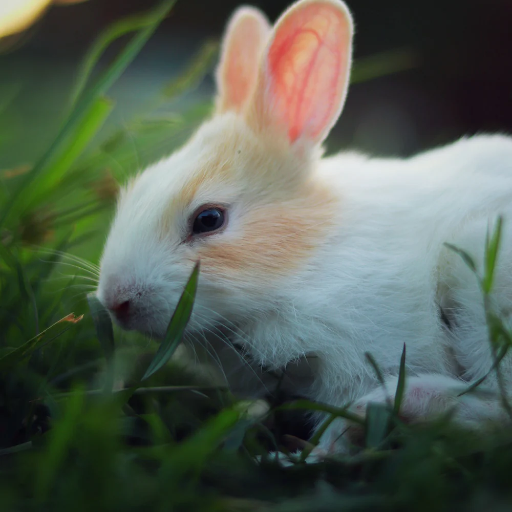 Crueltyfree